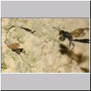 Trypoxylon figulus - Grabwespe 01d 14mm beim Nesteintrag - OS-Wallenhorst-Tongrube-Lehmwand - det.jpg